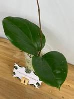 Hoya Surigaoensis Stek #1, Ophalen of Verzenden, Overige soorten, Minder dan 100 cm
