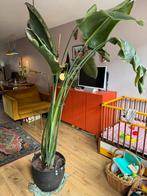 Grote strelitzia, Huis en Inrichting, Kamerplanten, Ophalen, 200 cm of meer, In pot, Volle zon