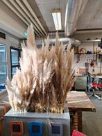 Pampasgras, Ophalen of Verzenden