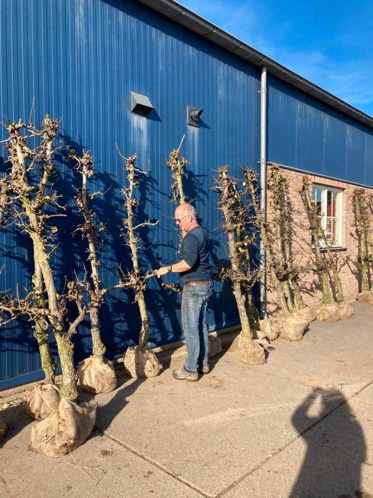 Oude Perenbomen Conference (30 jaar), Tuin en Terras, Planten | Bomen, Overige soorten, Volle zon, Bloeit niet, Ophalen