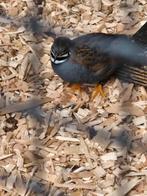 Chinese dwergkwartel haan, Dieren en Toebehoren, Vogels | Overige Vogels, Mannelijk, Tropenvogel, Geringd