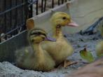Indische loopeenden kuikens | Fleseenden | Snel tam, Meerdere dieren, Eend