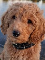 prachtige labradoodle pups, Dieren en Toebehoren, Nederland, Overige rassen, 8 tot 15 weken, CDV (hondenziekte)