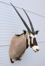 Grote opgezette kop SPIESBOK / GEMSBOK antilope, Verzamelen, Dierenverzamelingen, Ophalen, Zo goed als nieuw, Wild dier, Opgezet dier