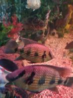 Hemichromis elongatusbaby's, Dieren en Toebehoren, Vis