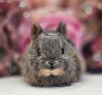 DE ENIGE ECHTE MINI LOFFELOHR KONIJNTJES, Dieren en Toebehoren, Konijnen, Meerdere dieren, Dwerg, 0 tot 2 jaar