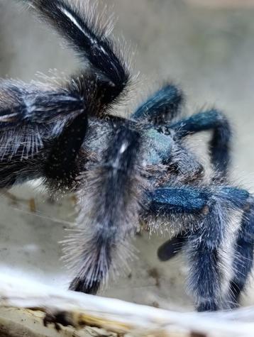 ≥ Vogelspinnen, Caribena versicolor , Peocilotheria , avicula