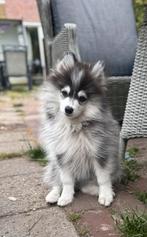 Pomsky pup reutje Cooper, Dieren en Toebehoren, Rabiës (hondsdolheid), Overige rassen, 8 tot 15 weken, Meerdere