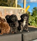 Australian Goldendoodle pups prachtige puppys mogen nest uit, Dieren en Toebehoren, Overige rassen, CDV (hondenziekte), 8 tot 15 weken