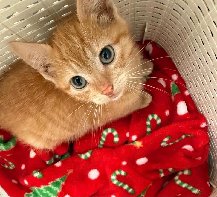 Kittens kruising oosterse korthaar, Dieren en Toebehoren, Katten en Kittens | Overige Katten, Kortharig, Meerdere dieren, 0 tot 2 jaar