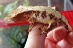 Wimpergekko vrouw, Hagedis, 0 tot 2 jaar