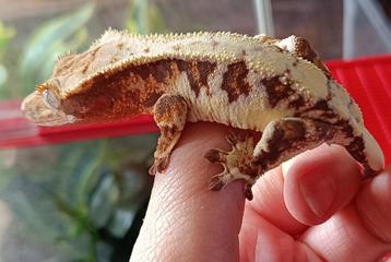 Wimpergekko vrouw beschikbaar voor biedingen