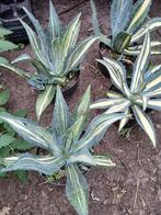 agave, Tuin en Terras, Planten | Tuinplanten, Volle zon, Vaste plant, Bloeit niet, Ophalen