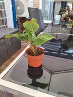 musa dwarf cavendish bananenplant, Volle zon, Vaste plant, Bloeit niet, Ophalen