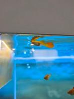Guppyvis Ruilhandel met zoetwatervissen, Dieren en Toebehoren, Vis