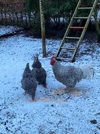 Trio Noord Hollands Blauw, Dieren en Toebehoren, Meerdere dieren, Kip