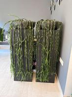Plant in bak + kubus, Ophalen, 100 tot 150 cm, Halfschaduw, Groene kamerplant