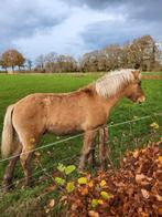 Zeldzaam Highlandpony hengstveulen, Met stamboom, Niet van toepassing, 0 tot 2 jaar, Meerdere dieren