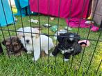 Boomer puppy kruising shih-tzu/Maltezer x shih-tzu, Dieren en Toebehoren, Honden | Chihuahua's en Gezelschapshonden, Overige rassen