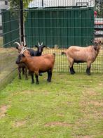 Mooie dwerg geiten te koop, Dieren en Toebehoren, Schapen, Geiten en Varkens, Vrouwelijk, Geit