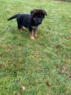 Duitse herder pups, Dieren en Toebehoren, CDV (hondenziekte), 8 tot 15 weken, Teef, Meerdere