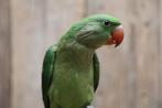 Jonge Alexander Parkiet | Handtam | Rustig, Meerdere dieren, Parkiet, Pratend