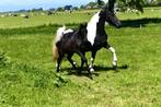 Te koop 10 jarige barock pinto elite merrie met merrieveulen, Dieren en Toebehoren, Pony's, Merrie