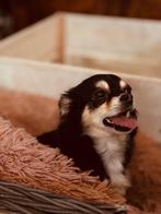 Te koop 4 rasechte chihuahua puppy’s alle teefjes langharig, Dieren en Toebehoren, Honden | Chihuahua's en Gezelschapshonden, 8 tot 15 weken