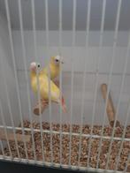 Gele driekleur papagaaiamedine  2 mannen, Dieren en Toebehoren, Vogels | Kanaries, Mannelijk
