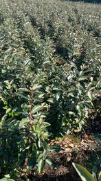 Elaeagnus ebbingei en compacta olijfwilg Haagplanten, Ophalen of Verzenden, Conifeer, 100 tot 250 cm