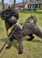 Dekreu midden slag poedel. Getest, schofthoogte 43 cm, Dieren en Toebehoren, Honden | Dekreuen, Rabiës (hondsdolheid), Reu, Eén hond