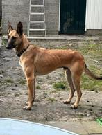 Lieve Sanluis is te bezoeken in Nederland, Dieren en Toebehoren, Particulier, Rabiës (hondsdolheid), Herder, Buitenland