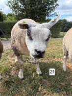 Texelaar ooien, Dieren en Toebehoren, Schapen, Geiten en Varkens, Vrouwelijk, Schaap