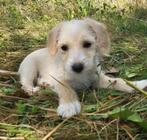 SPEELSE MENSGERICHTE PUPS ZOEKEN THUIS, Teefjes en Reutjes, Particulier, Rabiës (hondsdolheid), 8 tot 15 weken, Buitenland