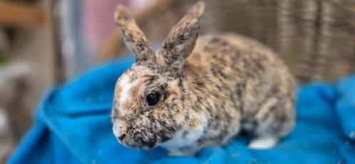Gecastreerde ram JERRY uit de opvang zoekt een tehuis!, Dieren en Toebehoren, Konijnen, Mannelijk