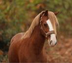 B pony te koop kinderpony, Dieren en Toebehoren, Pony's, Ruin, B pony (1.17m tot 1.27m), Met stamboom, 3 tot 6 jaar