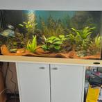 Aquarium 80cm, Dieren en Toebehoren, Karper of Koi