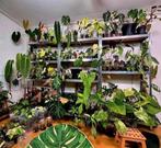 Zeldzame Planten collectie uitverkoop! Laatste planten, Ophalen of Verzenden, Halfschaduw, Minder dan 100 cm