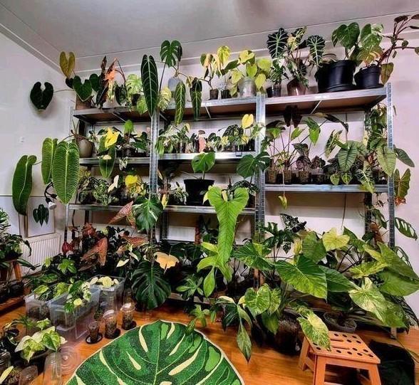 Zeldzame Planten collectie uitverkoop! Laatste planten, Huis en Inrichting, Kamerplanten, Minder dan 100 cm, Halfschaduw, Ophalen of Verzenden