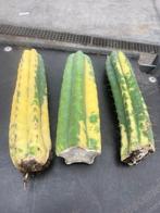 Cactus Tricocereus Pachanoi (San Pedro)Bare rooted Variegata, Cactus, Minder dan 100 cm, Bloeiende kamerplant, Halfschaduw