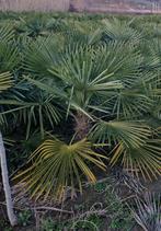 Trachycarpus fortunei Palm - Winterharde Chinese Waaierpalm, Bloeit niet, Ophalen of Verzenden, 100 tot 250 cm, Palmboom
