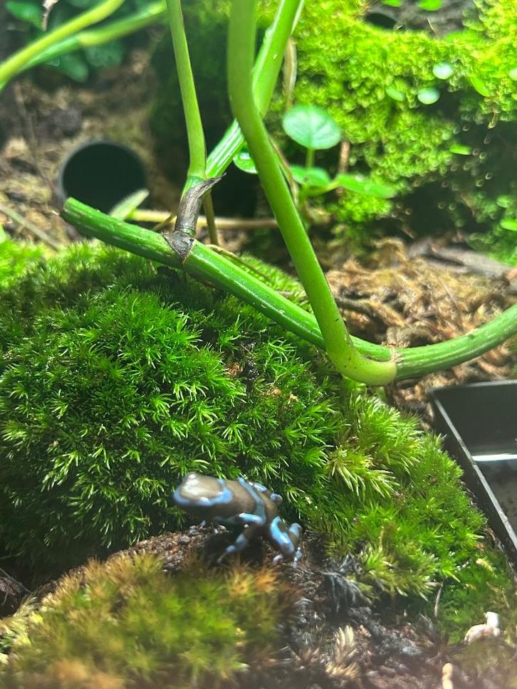 Verschillende jonge gifkikkers