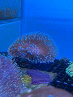 Koralenstekken zeeaquarium, Dieren en Toebehoren, Vissen | Aquaria en Toebehoren, Ophalen