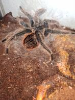 Lasiodora parahybana vogelspin man volwassen, Dieren en Toebehoren, Insecten en Spinnen, Spin of Schorpioen