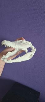 Replica alligator schedel 23 cm, 0 tot 2 jaar