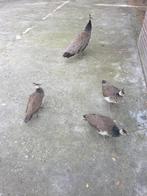 Blauwe pauwen, Dieren en Toebehoren, Meerdere dieren, Overige soorten
