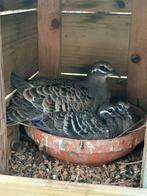 Bronsvleugelduif duivin te koop!, Dieren en Toebehoren, Vogels | Duiven, Kropper, Vrouwelijk