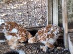 Cochin kriel, Dieren en Toebehoren, Pluimvee, Vrouwelijk, Kip