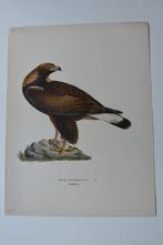 AREND STEENAREND AQUILA CHRYSAËTUS ORIGINELE LITHO 1929 VE4, Verzenden