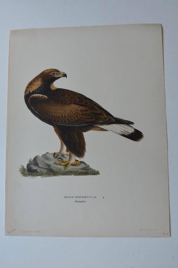 AREND STEENAREND AQUILA CHRYSAËTUS ORIGINELE LITHO 1929 VE4, Antiek en Kunst, Kunst | Litho's en Zeefdrukken, Verzenden
